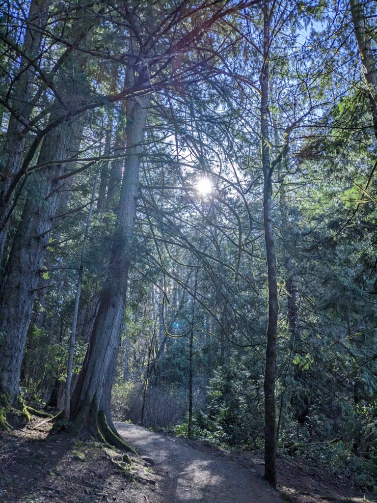 Sun shines through tall spruce trees. Photo taken by author at Thetis Lake in Victoria, B.C.